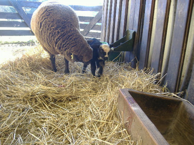 Schafmutter und ihr Lamm