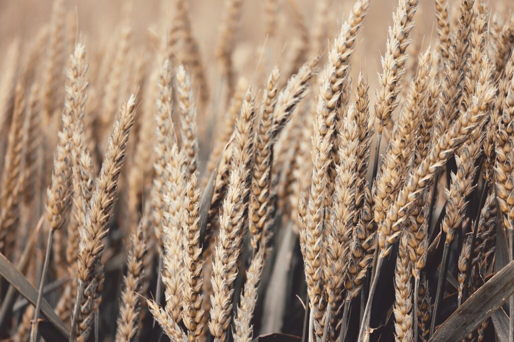 wheat, spike, cereals-4278543.jpg